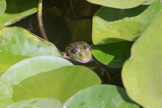 Frog head coming out of a swamp against the water lilies.