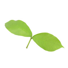 Green leaves new bud isolate on white background