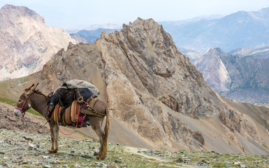 Cargo donkey in mountain area.  Pack animal carrying sheep decorated with traditional harness and other gear for transportation of load on wild deserted mountain area