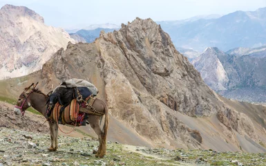 Papier Peint photo Âne Cargo donkey in mountain area.  Pack animal carrying sheep decorated with traditional harness and other gear for transportation of load on wild deserted mountain area