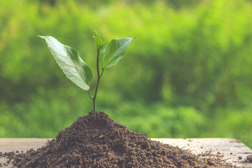 Young plant with filter effect retro vintage style