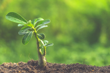 Young plant with filter effect retro vintage style