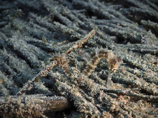 Thorny sea horse, Dorniges Seepferdchen (Hippocampus histrix)