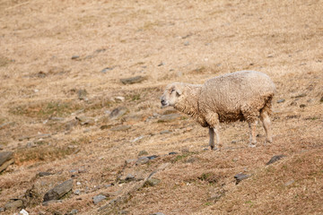 羊のポートレート