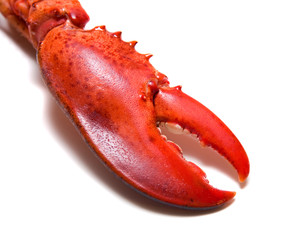 Red lobster's claw on white background