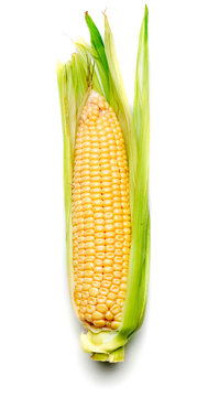 Corn Cob Isolated On White Background