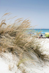 beach scene with wild grass on the front and the sea in the back