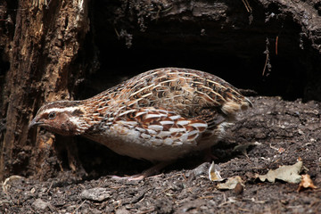 Japanese quail (Coturnix japonica).