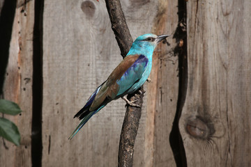 European roller (Coracias garrulus).