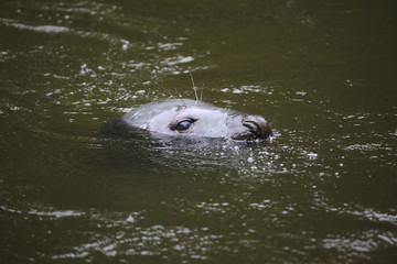 Fototapeta premium Grey seal (Halichoerus grypus).
