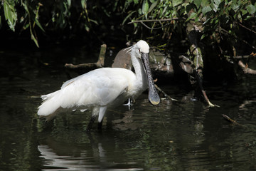Eurasian spoonbill (Platalea leucorodia).