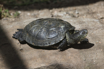 European pond turtle (Emys orbicularis).