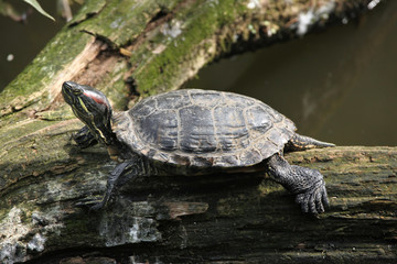 Fototapeta premium Red-eared slider (Trachemys scripta elegans).