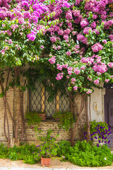 Finestra con una pianta di bougainvillea