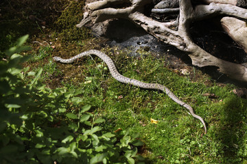 European viper (Vipera berus).