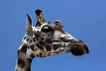 Rothschild's giraffe (Giraffa camelopardalis rothschildi).