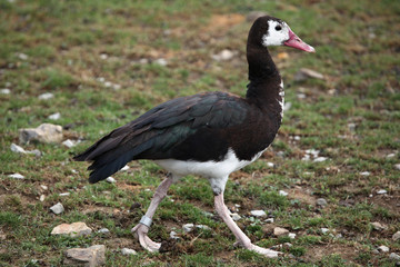 Spur-winged goose (Plectropterus gambensis).
