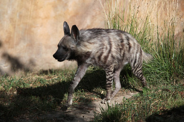 Striped hyena (Hyaena hyaena).