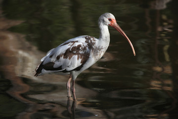 American white ibis (Eudocimus albus).