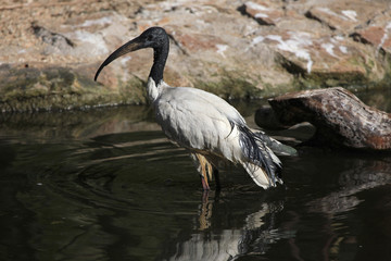 African sacred ibis (Threskiornis aethiopicus).
