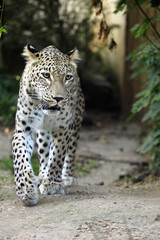 Persian leopard (Panthera pardus saxicolor).