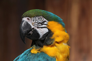 Blue-and-yellow macaw (Ara ararauna).