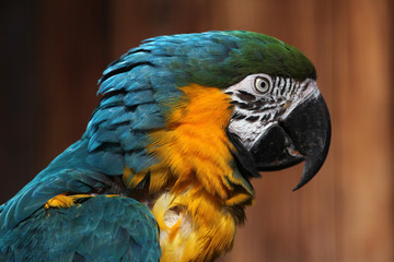 Fototapeta premium Blue-and-yellow macaw (Ara ararauna).