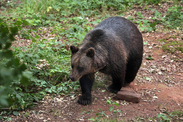 Eurasian brown bear (Ursus arctos arctos).