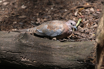 Laughing dove (Spilopelia senegalensis).