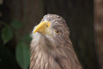White-tailed eagle (Haliaeetus albicilla).