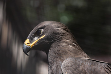 Steppe eagle (Aquila nipalensis).