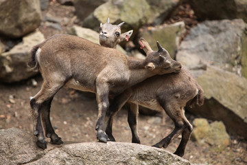 Fototapeta premium Alpine ibex (Capra ibex).