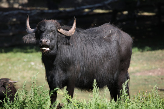 Asian water buffalo (Bubalus bubalis).
