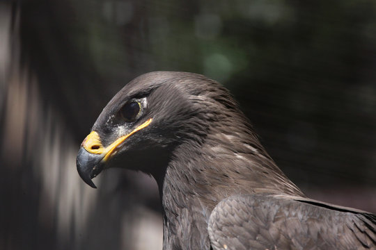 Steppe eagle (Aquila nipalensis). Stock Photo | Adobe Stock