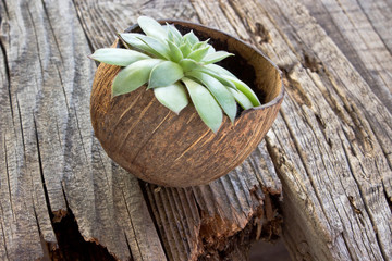 Houseleek plant (sempervivum) in coconut pot wooden background