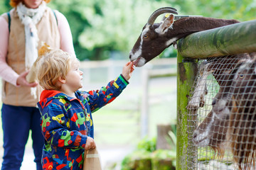 kid boy  feeding goats on an animal farm