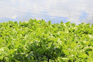 Water Hyacinth