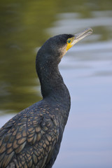 Great cormorant -  Phalacrocorax carbo