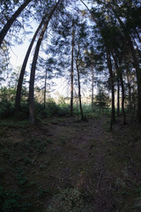 Unterwegs im Wald mit Fischauge