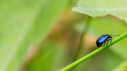 Macro blue leaf beetle