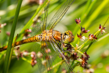 Macro of the dragonfly rudy darter (Sympetrum sanguineum)