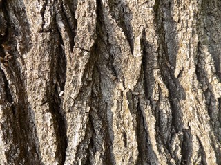 Tree bark texture