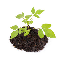 Growing young plant on white background