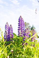 Obraz premium Wild-growing flowers of a lupine in the field in the sunset sun