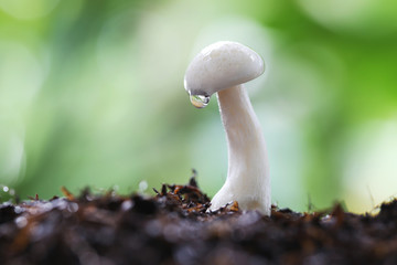 Shimeji mushroom on ground.