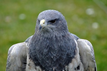 Aguja Kordillieren Bussard