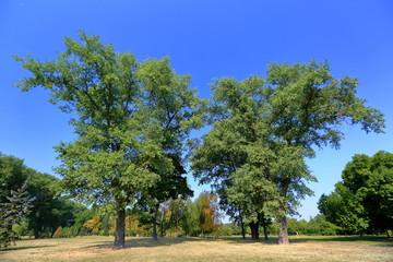 Fototapeta na wymiar Green perennial deciduous tree in summer city park