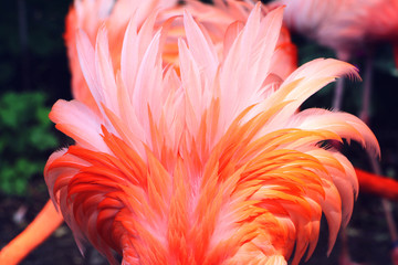 feathers of flamingo