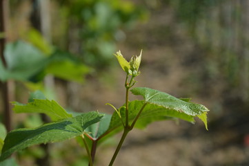 UVA, VIGNETO, VINO, CAMPAGNA, FATTORIA, GRAPE, VINEYARD, WINE COUNTRY, FARM