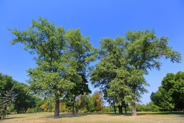 Fototapeta premium Green perennial deciduous tree in summer city park